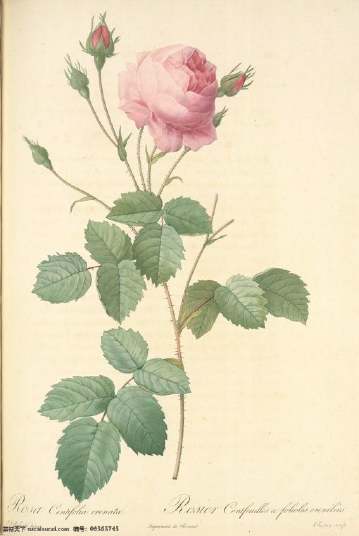 法国 复古 油画 花朵 花 花卉 玫瑰 艺术名画 植物图 文化艺术