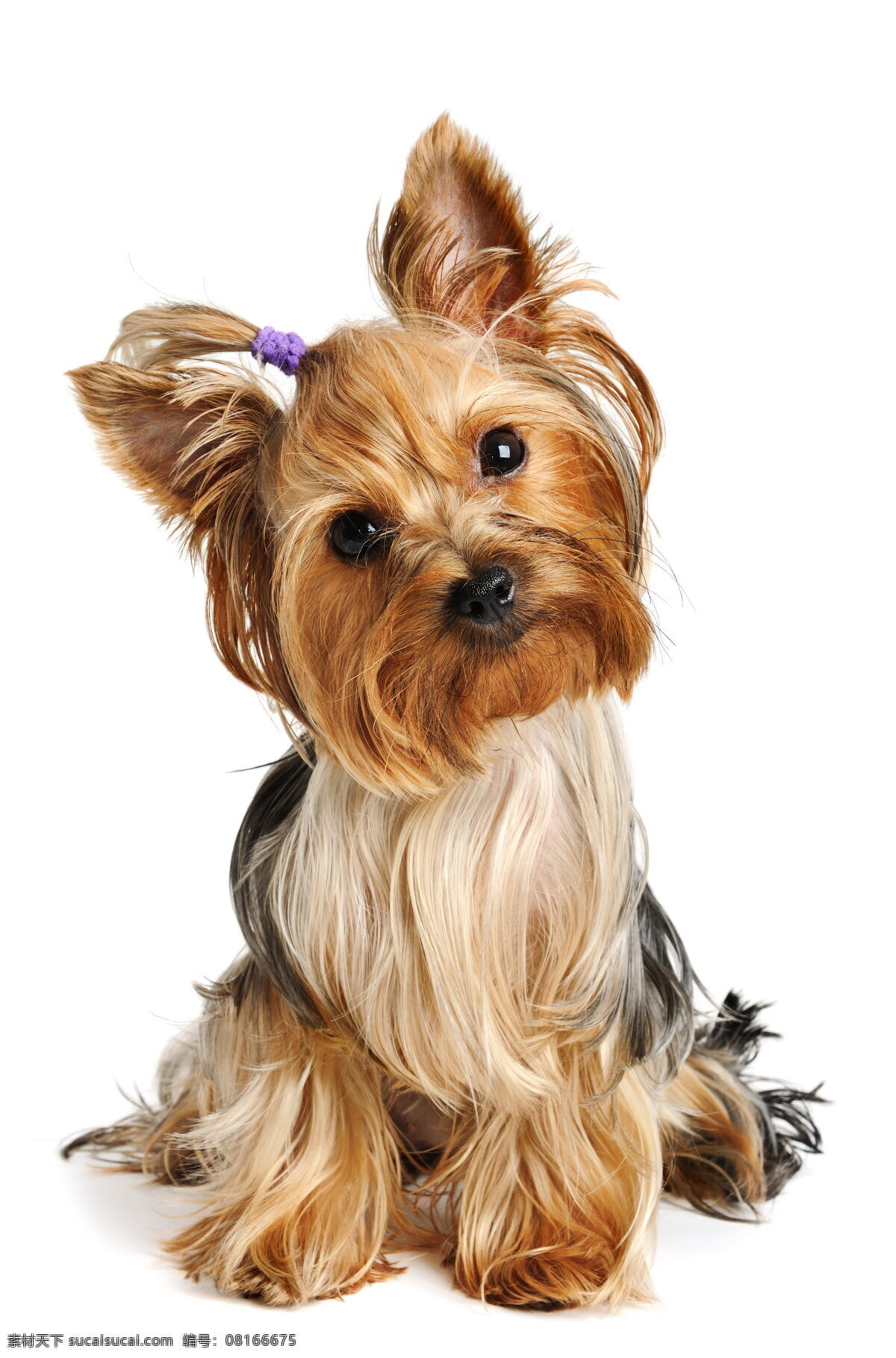 可爱西施犬 可爱 西施犬 西施 狮子犬 菊花狗 狗狗 萌宠 宠物 家庭宠物 可爱狗狗 动物 生物世界 家禽家畜