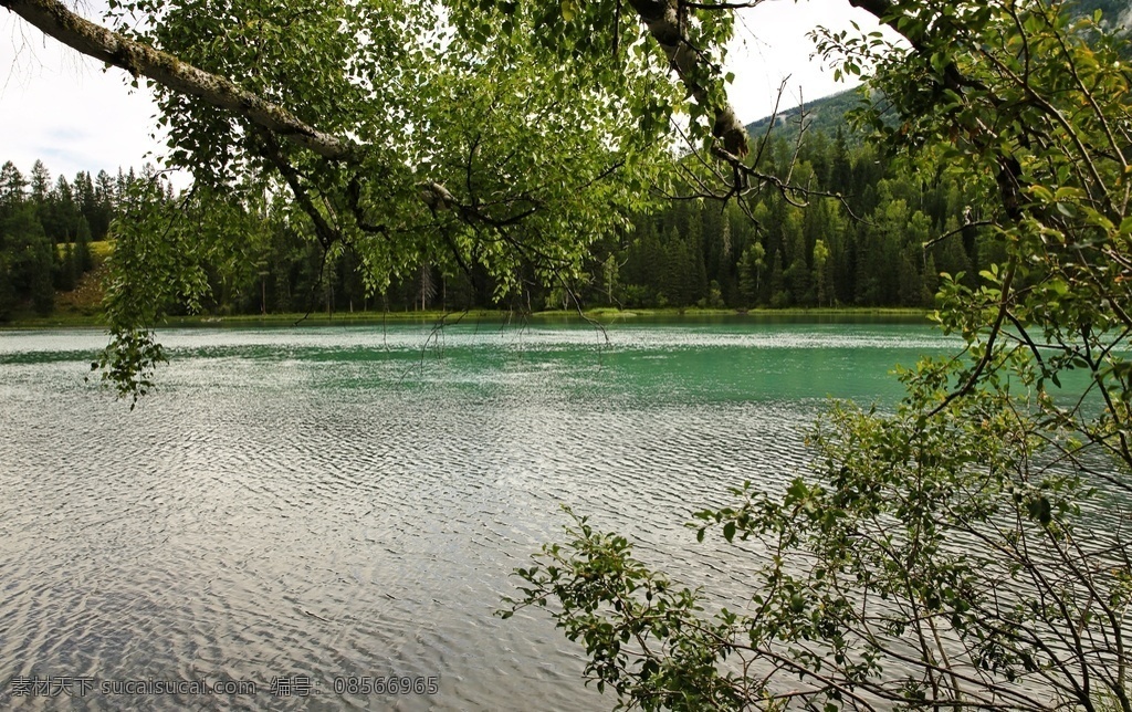 月亮湾图片 喀纳斯 神仙湾 月亮湾风景 喀纳斯草原 喀纳斯线路 喀纳斯风情 喀纳斯市 喀纳斯山水 喀纳斯旅游 喀纳斯湖 新疆喀纳斯 喀纳斯海报 喀纳斯广告 喀纳斯风光 喀纳斯森林 魅力喀纳斯 夏天喀纳斯 喀纳斯风景 魅力新疆 新疆风景 秋天喀纳斯 村落 乡村 农村 自然景观 自然风景