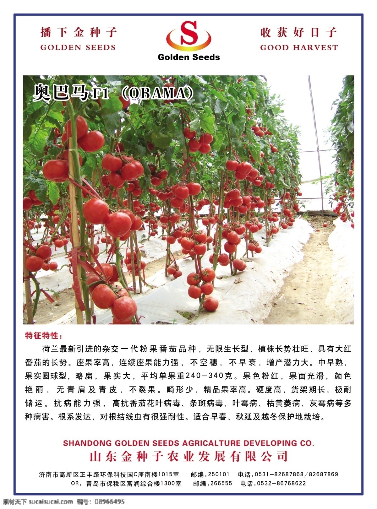 金种子单页 西红柿 种子 单页 dm单 白色