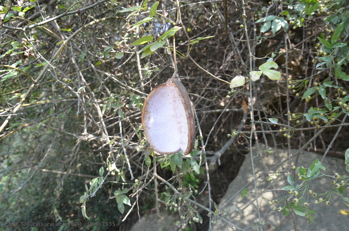 天麻 赤箭 独摇芝 离母 合离草 餐饮美食