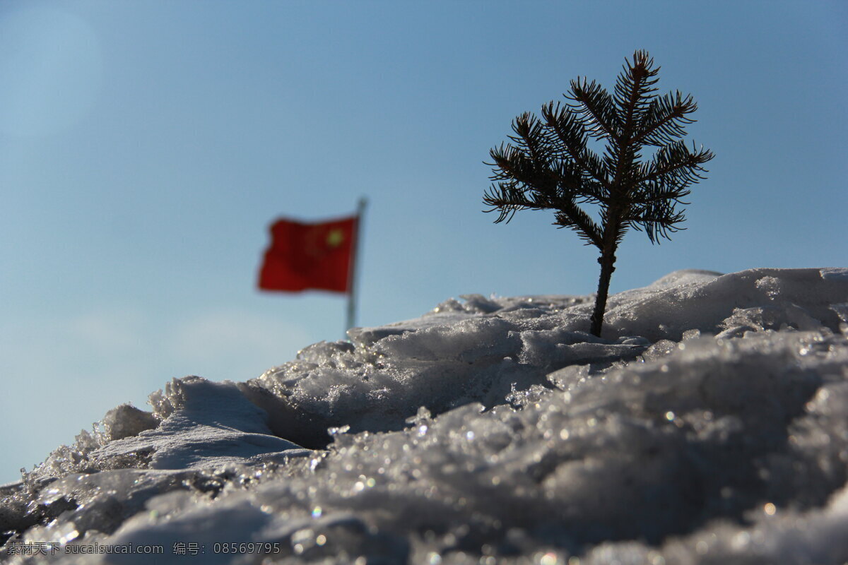 微观世界 国旗 摄影图片 松树 雪 自然风景 自然景观 挺拔 高傲 psd源文件