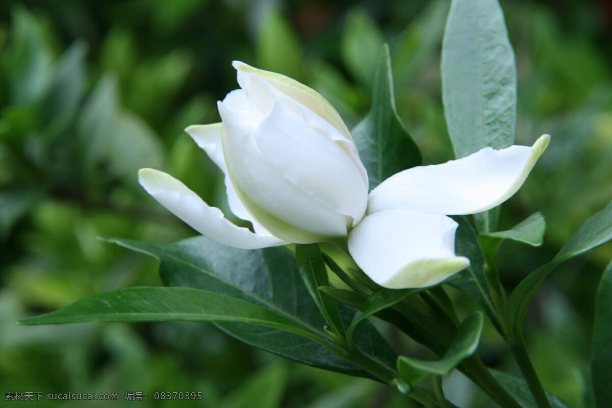 栀子花 花草 生物世界