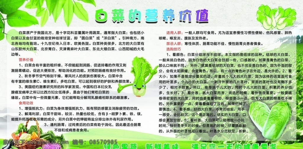 白菜的 营养价值 食用功效 适用人群 禁忌人群 选购技巧