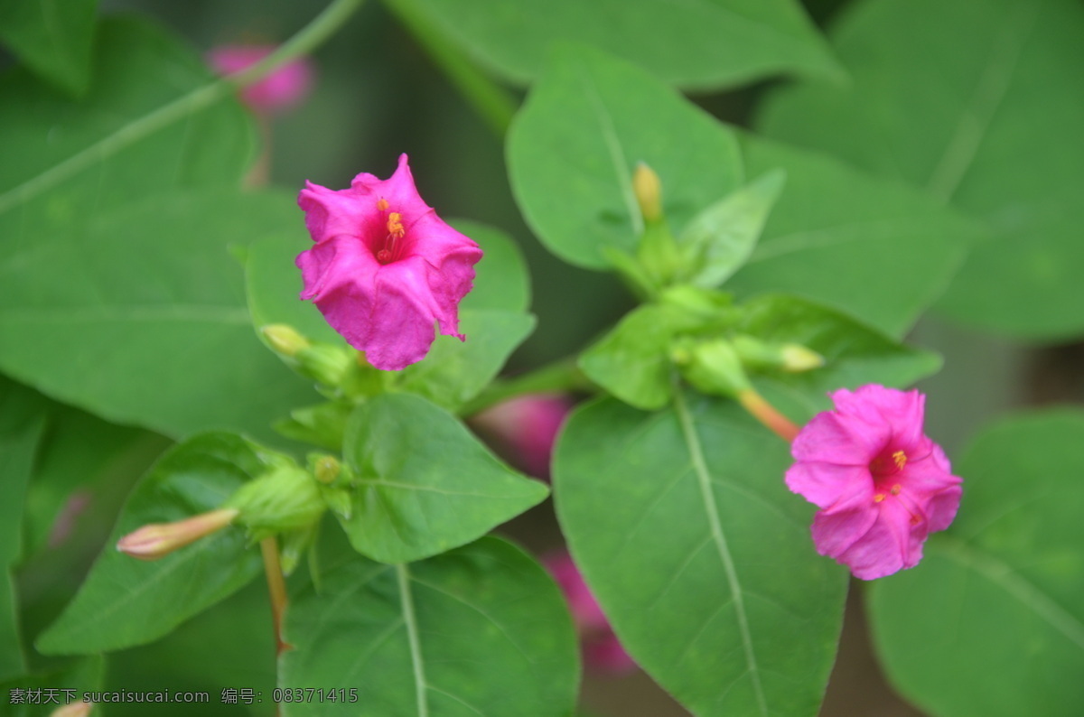 紫茉莉 花卉 草茉莉 胭脂花 地雷花 晚饭花 粉豆花 紫茉莉科属 花数朵顶生 花冠漏斗形 不分瓣 两朵 紫红色 花卉系列 花草 生物世界