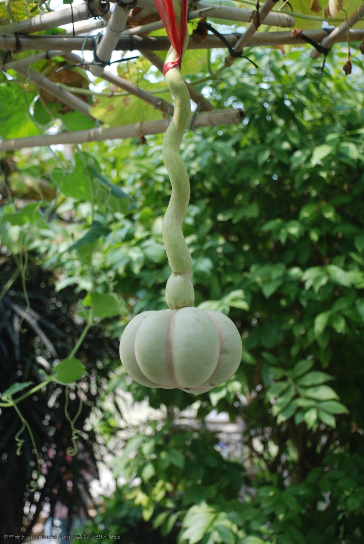 奇花异果 瓜 葫芦瓜 蔬菜 生物世界