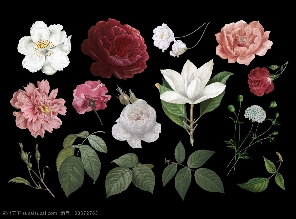 手绘 写实 鲜花 花卉 插画 叶 性质 黑色背景 复古 玫瑰 弹簧 黑色 花园 优雅 画画 自然 经典 浪漫 植物 开花 美丽 植物群 法国 花瓣 采集 组 卷心菜 豪华 盛开 部分 图纸 详情 装饰 划分 各个 法国玫瑰