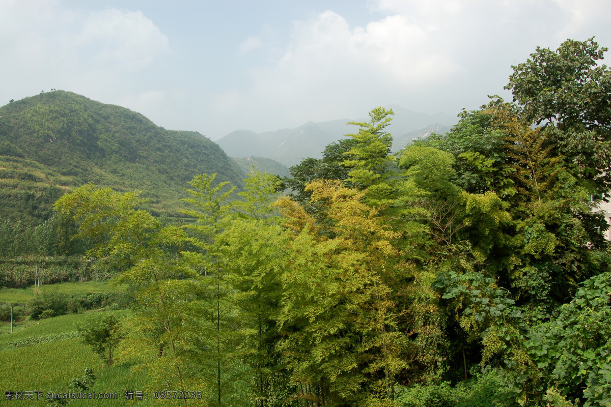 竹林 绿山 绿树 山峦 生物世界 树木树叶 竹林丛 秋竹 山村野竹 鄂东林特 矢量图 日常生活