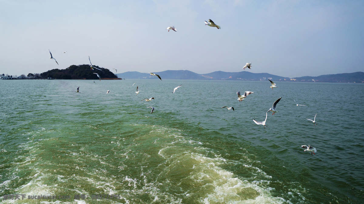 无锡景观 无锡风光 无锡 无锡太湖 湖鸥 海鸥 湖水 旅游摄影 自然风景