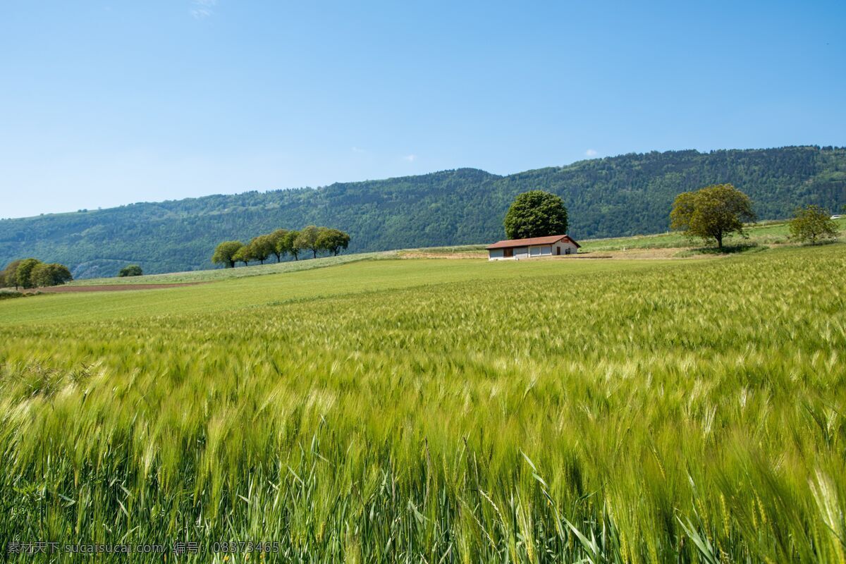农场 小麦 景观 场 蓝色 天空 性质 高清桌面背景 旅游摄影 国外旅游