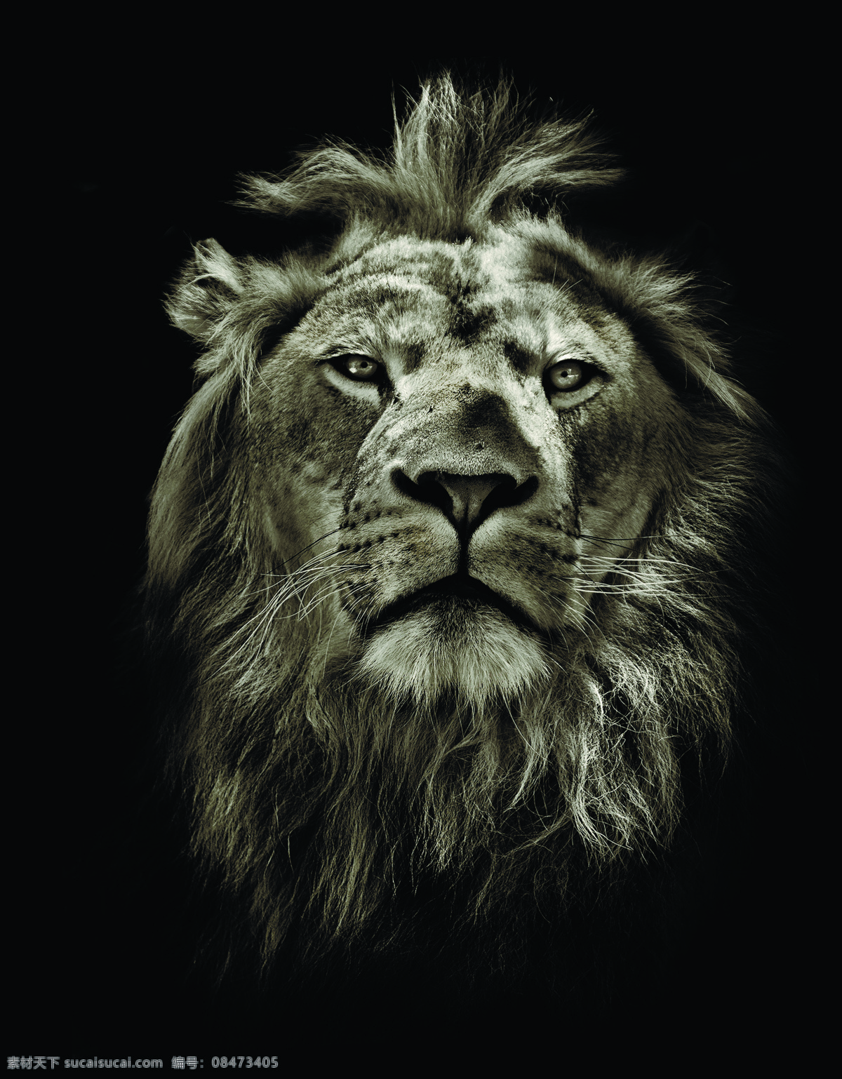 狮子 头部 特写 头部特写 动物 摄影图片 陆地动物 生物世界