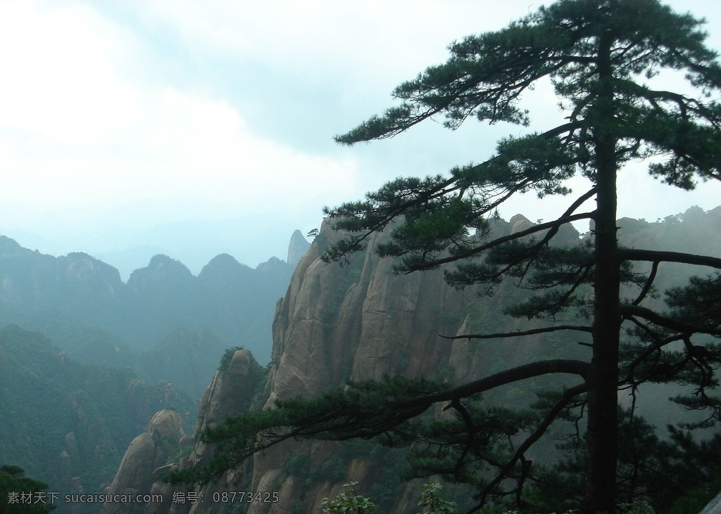 松树 三清山 自然风景 自然景观