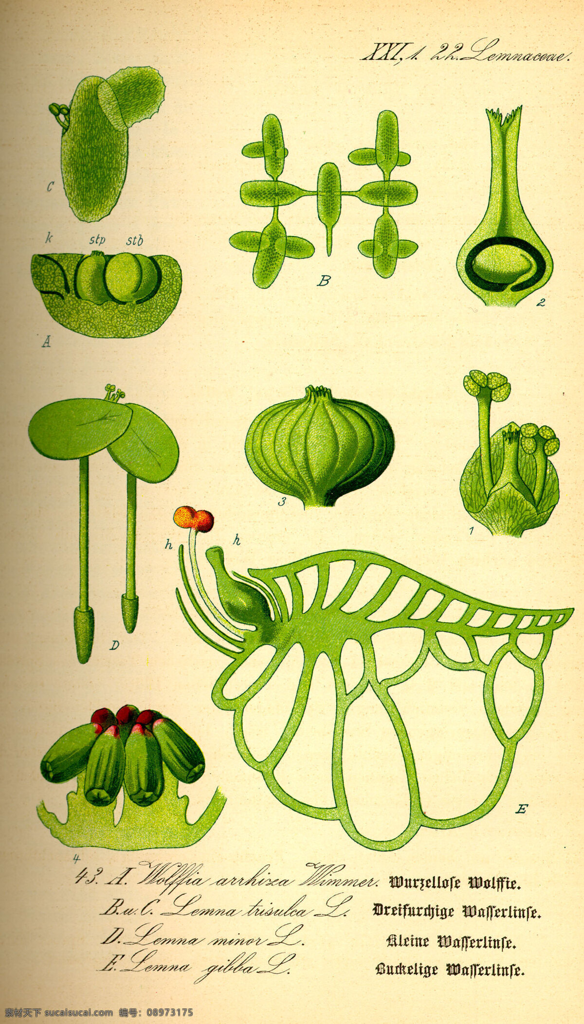 手绘植物图谱 手绘植物图册 种子植物 植物 花朵 叶子 花草 绿色植物 绿叶 花草图册 手绘植物 手绘花朵 植物图册 彩色植物图谱 植物科普 文化艺术 绘画书法