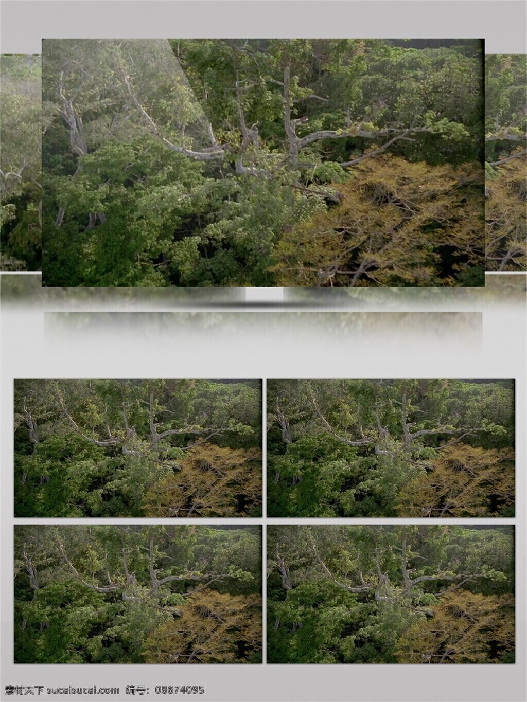 大片 树林子 里 植物 视频 音效 视频素材 绿树成荫 绿色 大自然 视频音效 古树参天
