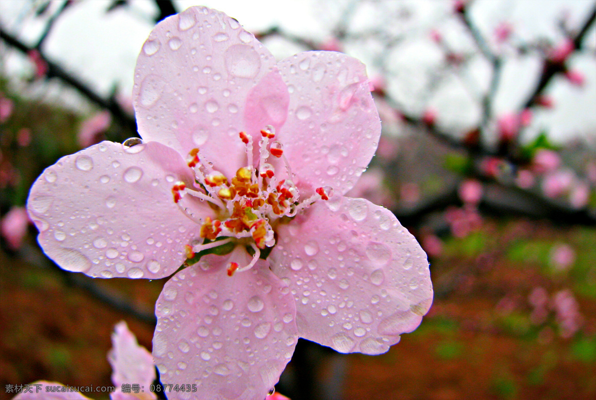 雨中桃花 桃花 花草 花 春天 生物世界 摄影图库