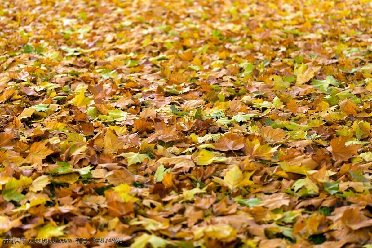 秋 叶子 秋天 背景 秋天树叶 秋天树叶背景 自然 季节 落叶 棕色