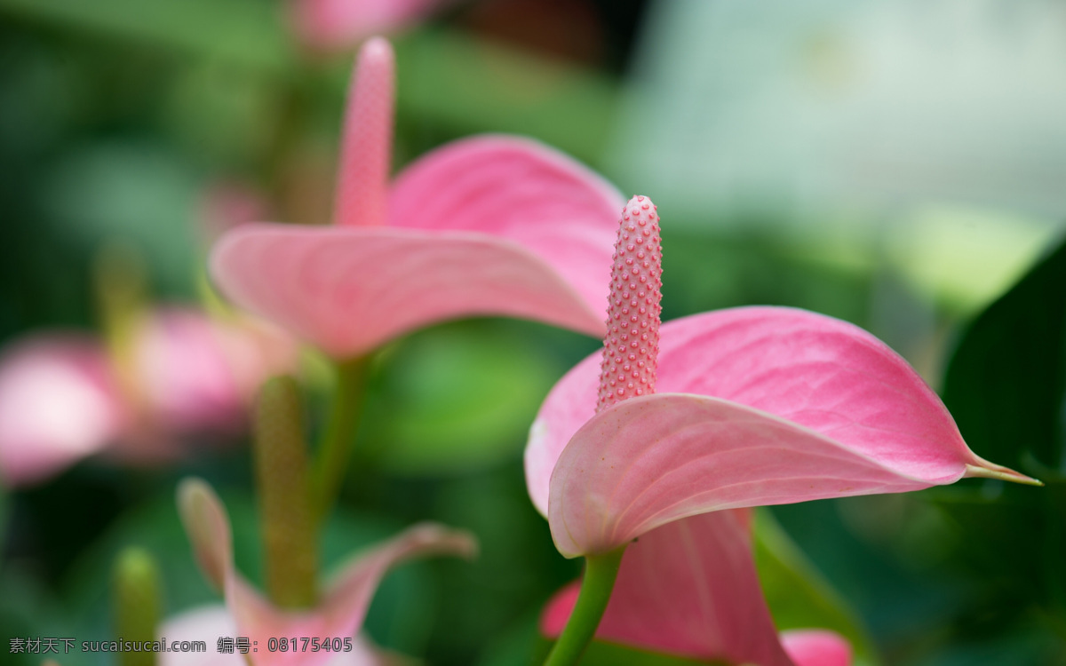 粉红色 花烛 红掌 粉红色花朵 美丽鲜花 花卉 漂亮花朵 鲜花摄影 花烛属植物 花草树木 生物世界