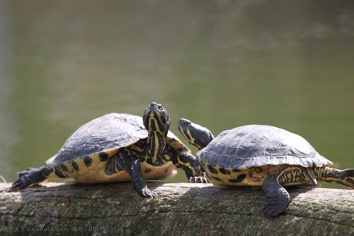 可爱 小 乌龟 可爱的小乌龟 小乌龟 两栖动物 巴西龟 生物世界 野生动物