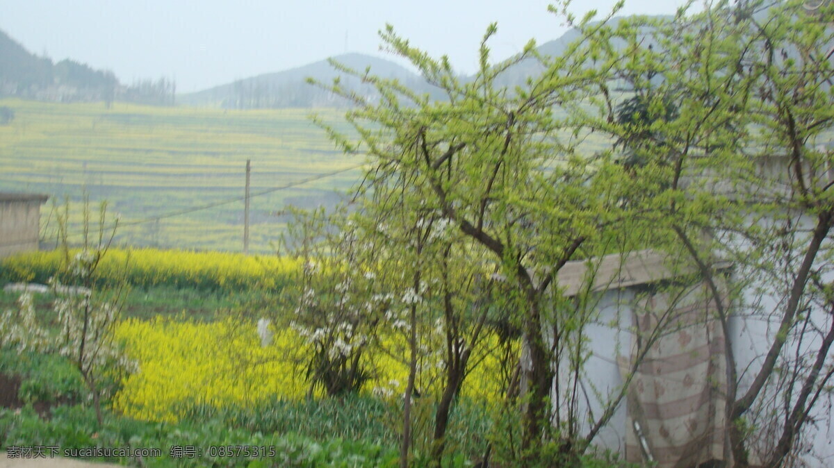 最美乡村 乡村 田园 树枝 田园风光 自然景观