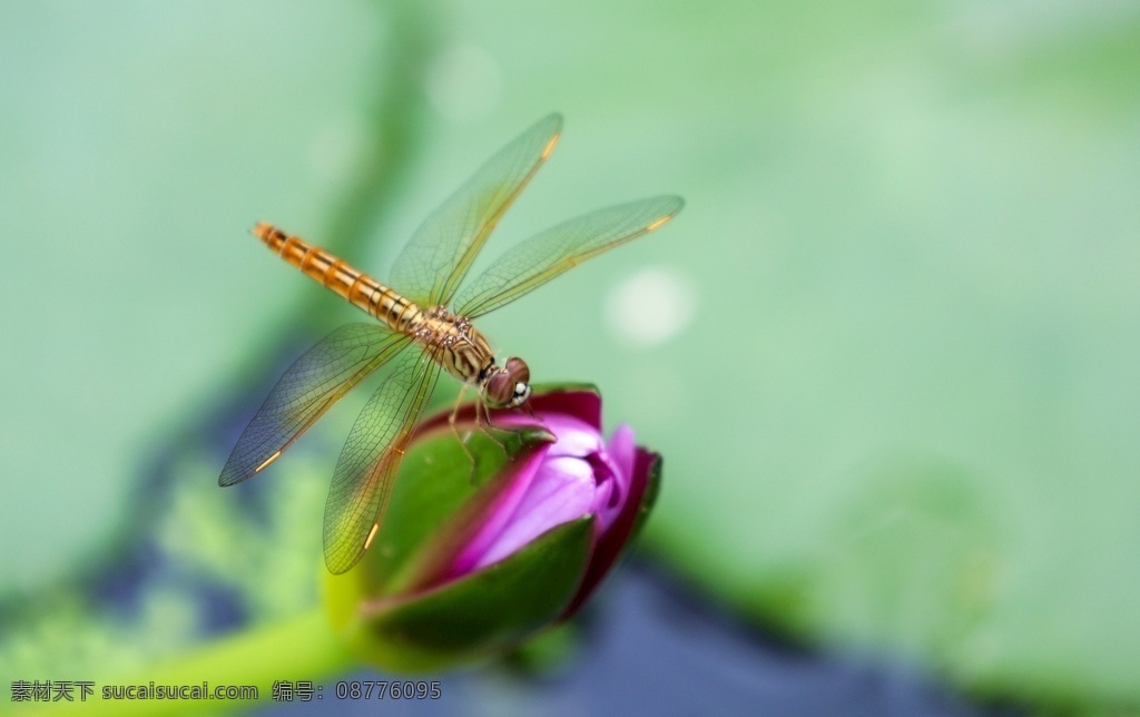 蜻蜓点荷 蜻蜓 昆虫 停滞 睡莲 特写 自然 四翅展开 动物植物 生物世界