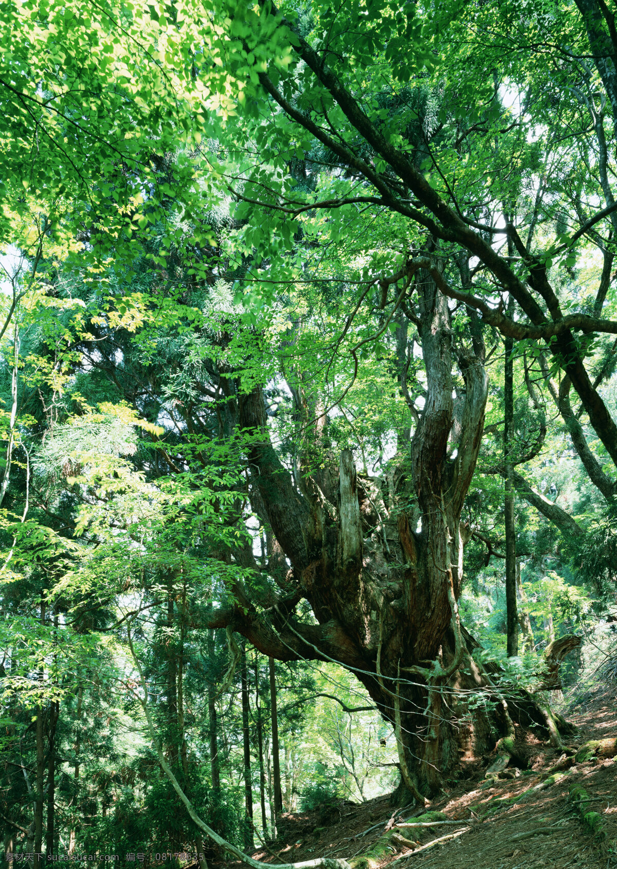树林图片 森林树木 树林风景图片 树林高清图片 树木树叶 植物素材 生物世界 高清图片 花草树木 黑色