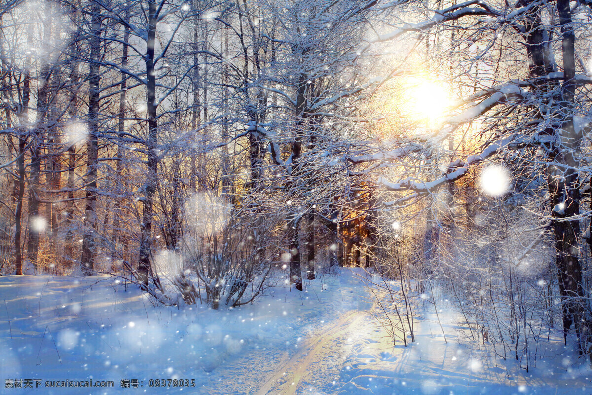 冬日树林 雪中森林 雪景 阳光中的雪景