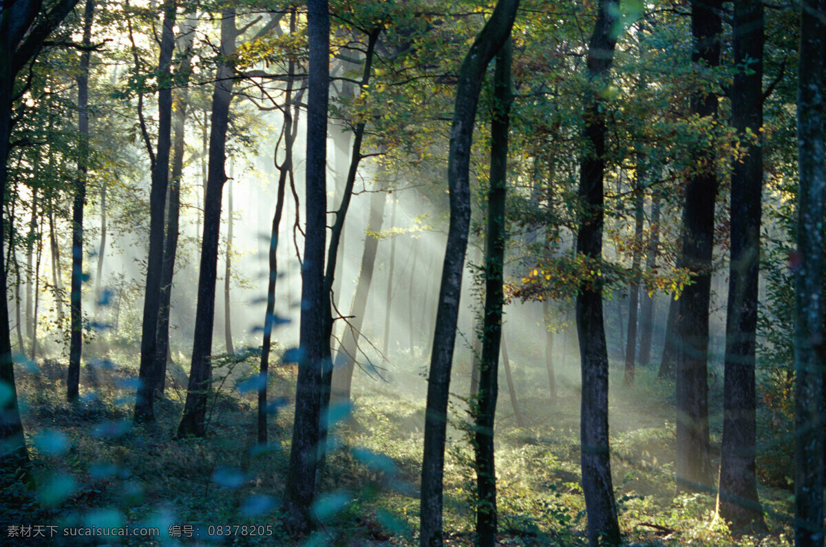 阳光树林 自然风光 美丽 自然 树林 阳光 光束 自然风景 自然景观 黑色