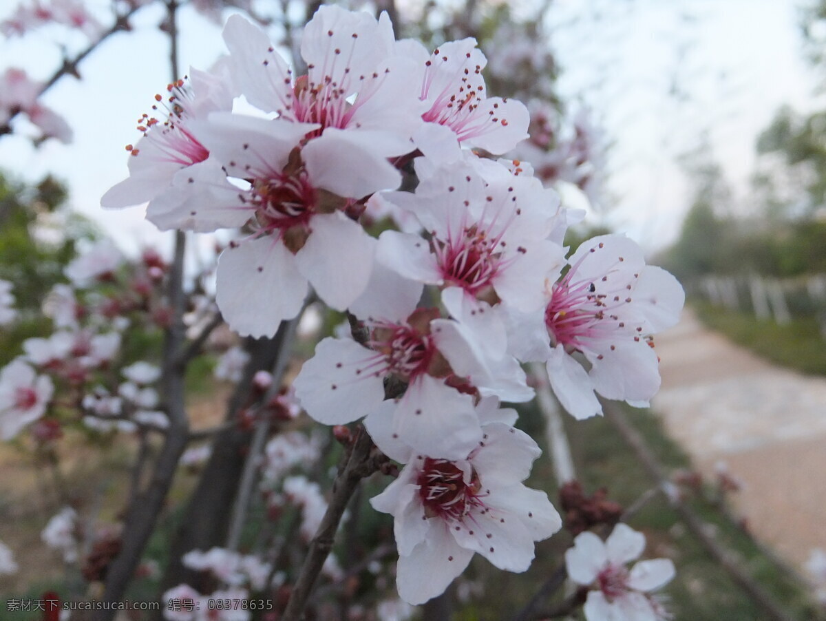 桃花 春天 粉红 花草 花朵 生物世界 绽放 psd源文件