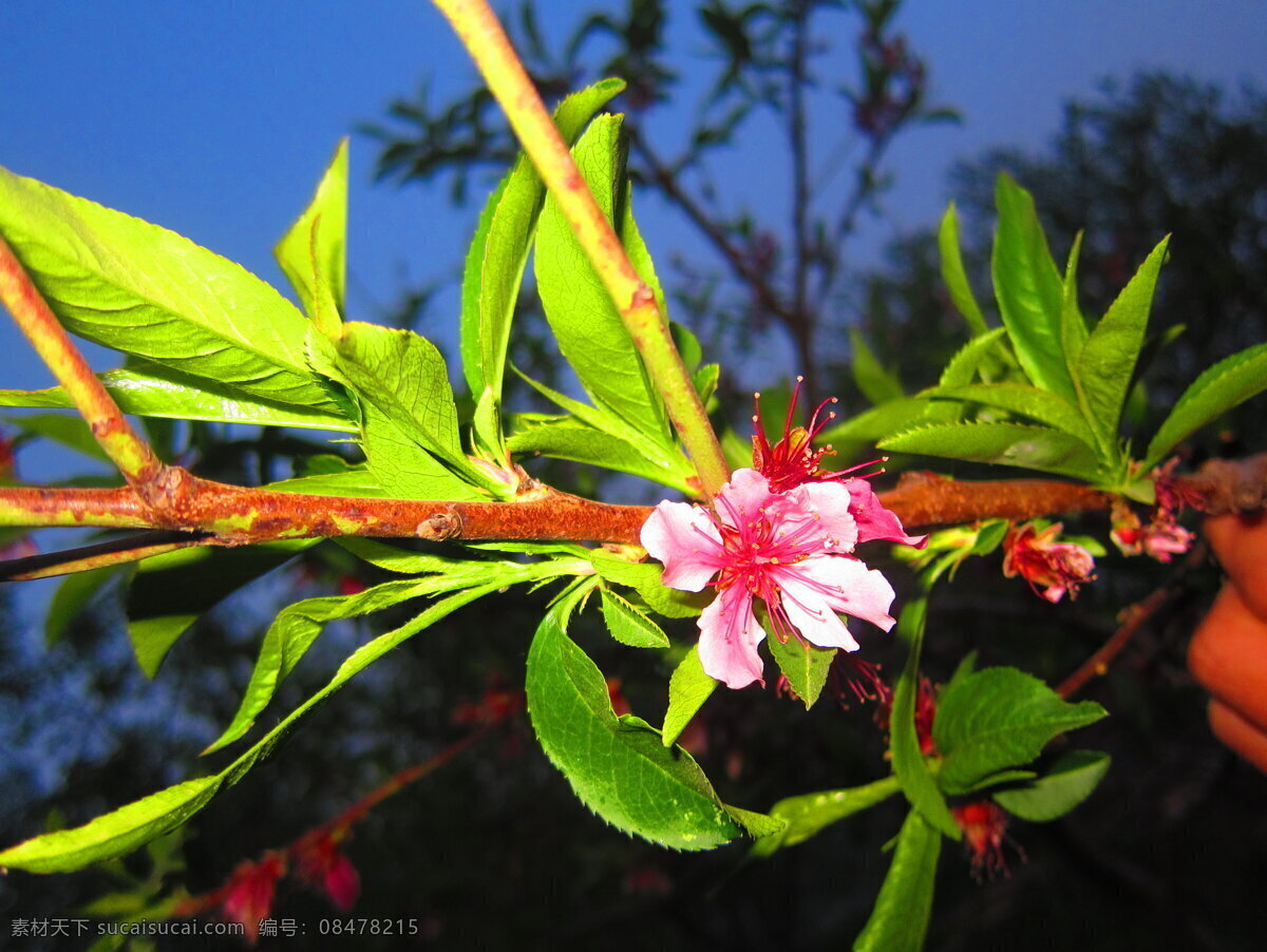 苹果花 特写 花 簇拥 粉红花蕾 花草 生物世界 黑色