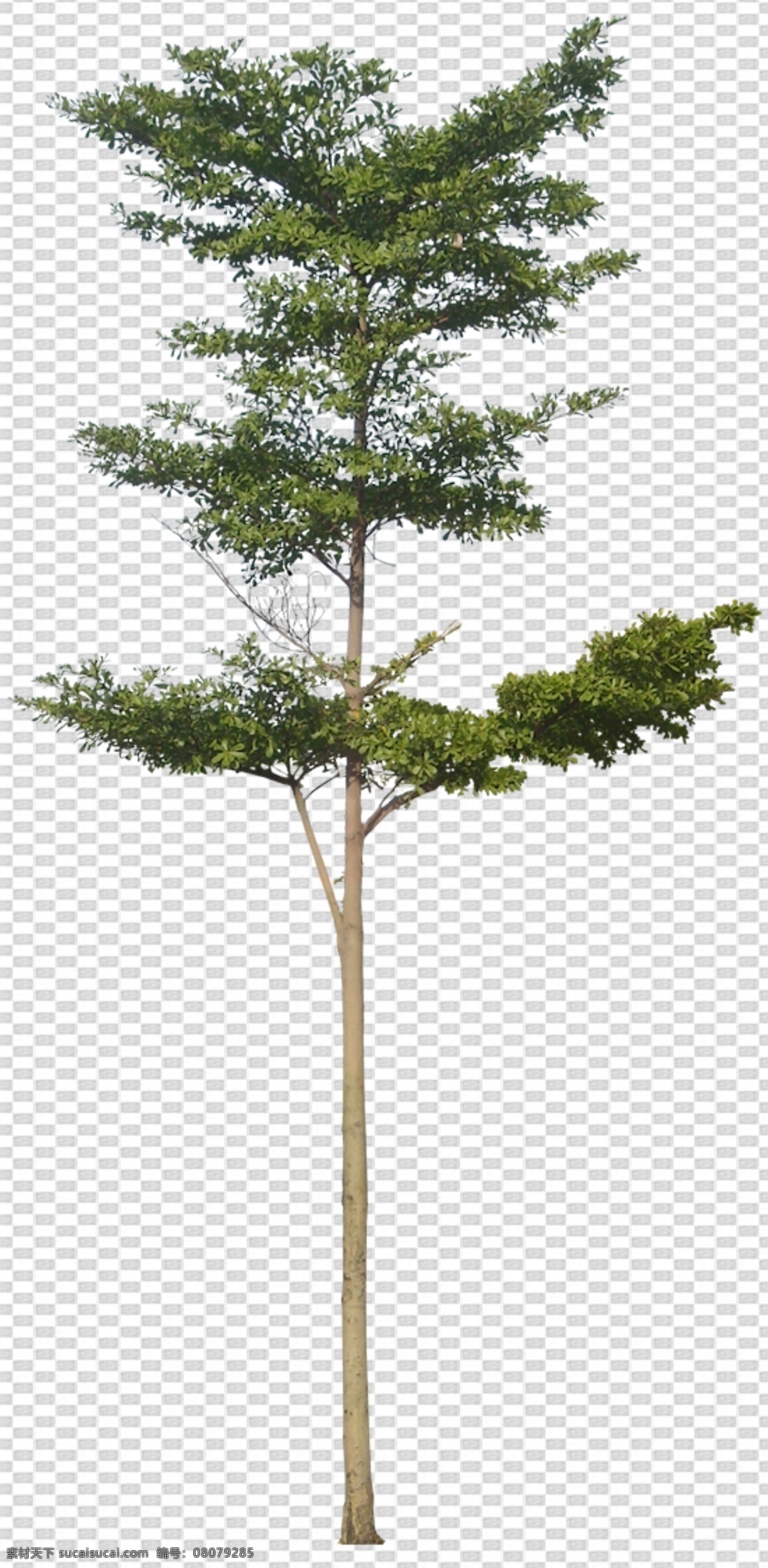 透明 底 植物 透明底植物 藤条 树 ps后期 ps后期素材 园林素材 景观素材 树枝 psd分层图 透明底花艺 绿植 免抠图 分层图 图层 透明背景 植物透明底 分层