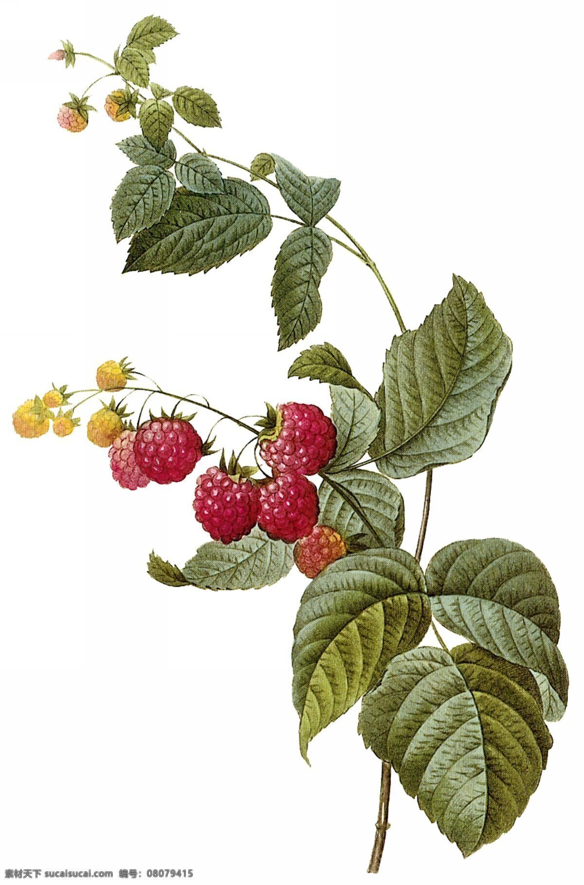手绘树莓 手绘 树莓 复古 画风 水彩 写实 手绘水果 花朵 绘画 植物 绘画书法 文化艺术