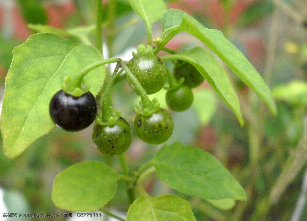 龙葵 乌仔菜 苦葵 天茄子 老鸦眼睛菜 水茄 牛酸浆 天泡乌甜菜 乌子茄 野生 叶子 果实 生物世界 300 其他生物