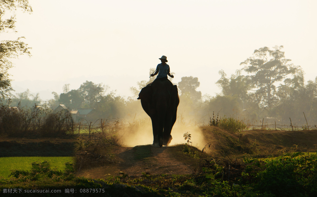 骑 大象 人物 骑大象的人 大象摄影 动物摄影 动物世界 陆地动物 生物世界