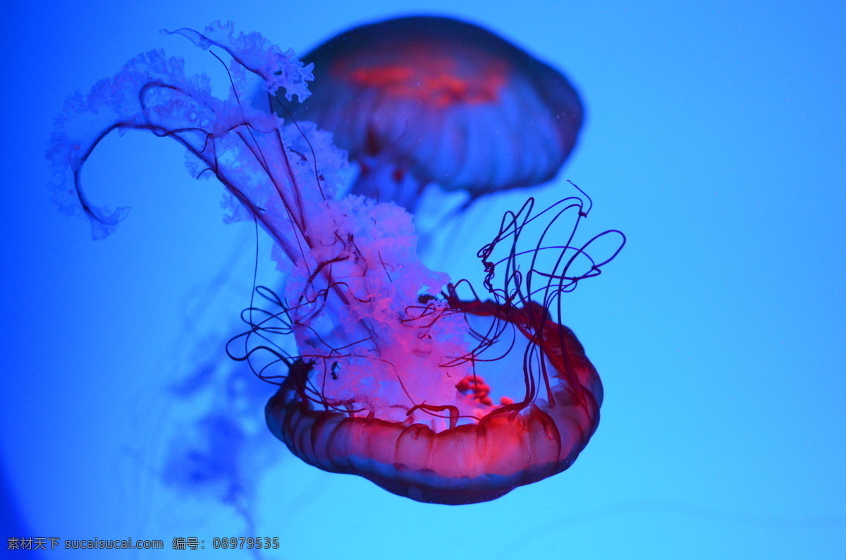 水母图片 水母素材 水母 水母图片素材 海洋生物 鲸鲨馆 梦幻 梦幻水母 鱼类 生物世界 海洋馆 梦幻水族馆 发光水母 海洋水母 水母楼 漂亮的水母 小水母 摄影图库