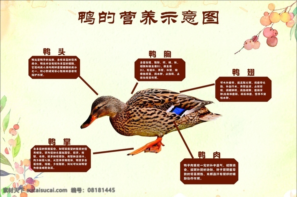 鸭肉 营养 示意图 鸭子 鸭脚 鸭翅 鸭头 鸭胸肉 鸭掌 价值 展板模板