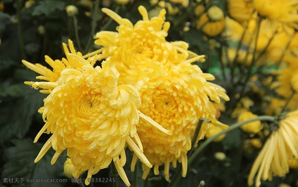 金丝皇菊 黄山菊花 徽州皇菊 黄菊花 花茶 雨后菊园 生物世界 花草茶 自然景观 田园风光