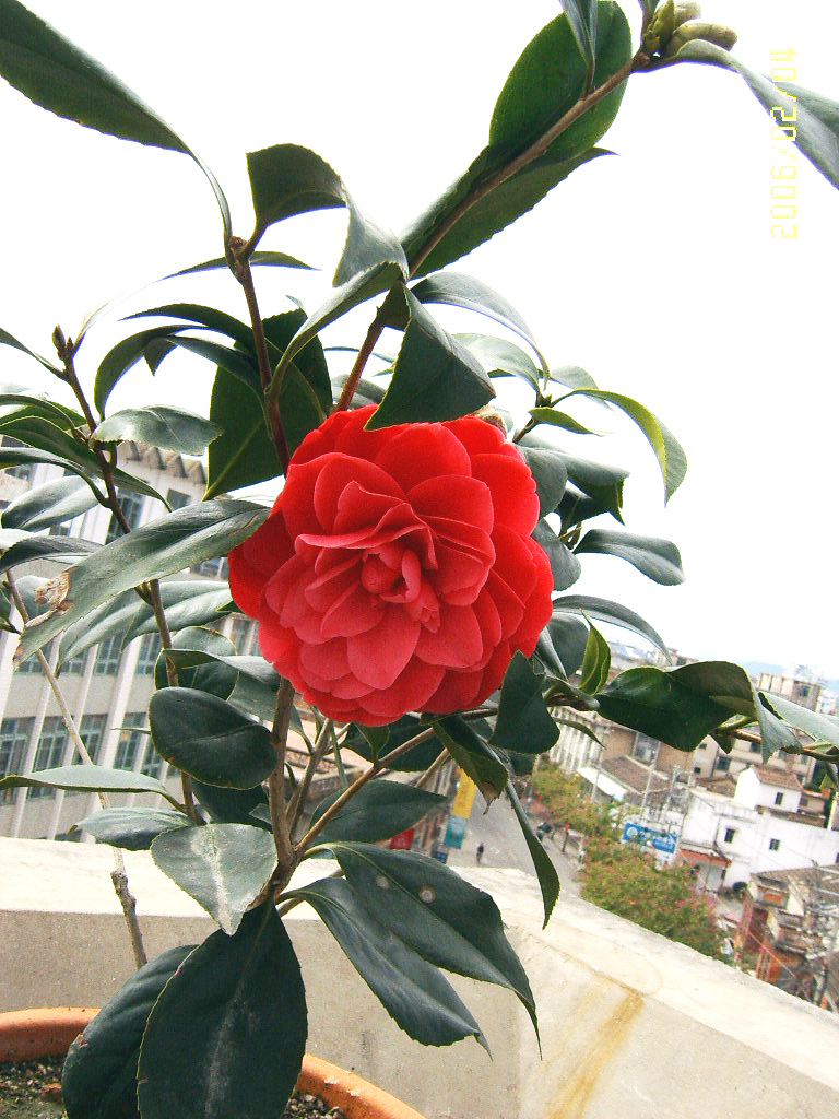 艳丽的茶花 茶花 艳丽 饱满 生物世界 花草 摄影图库