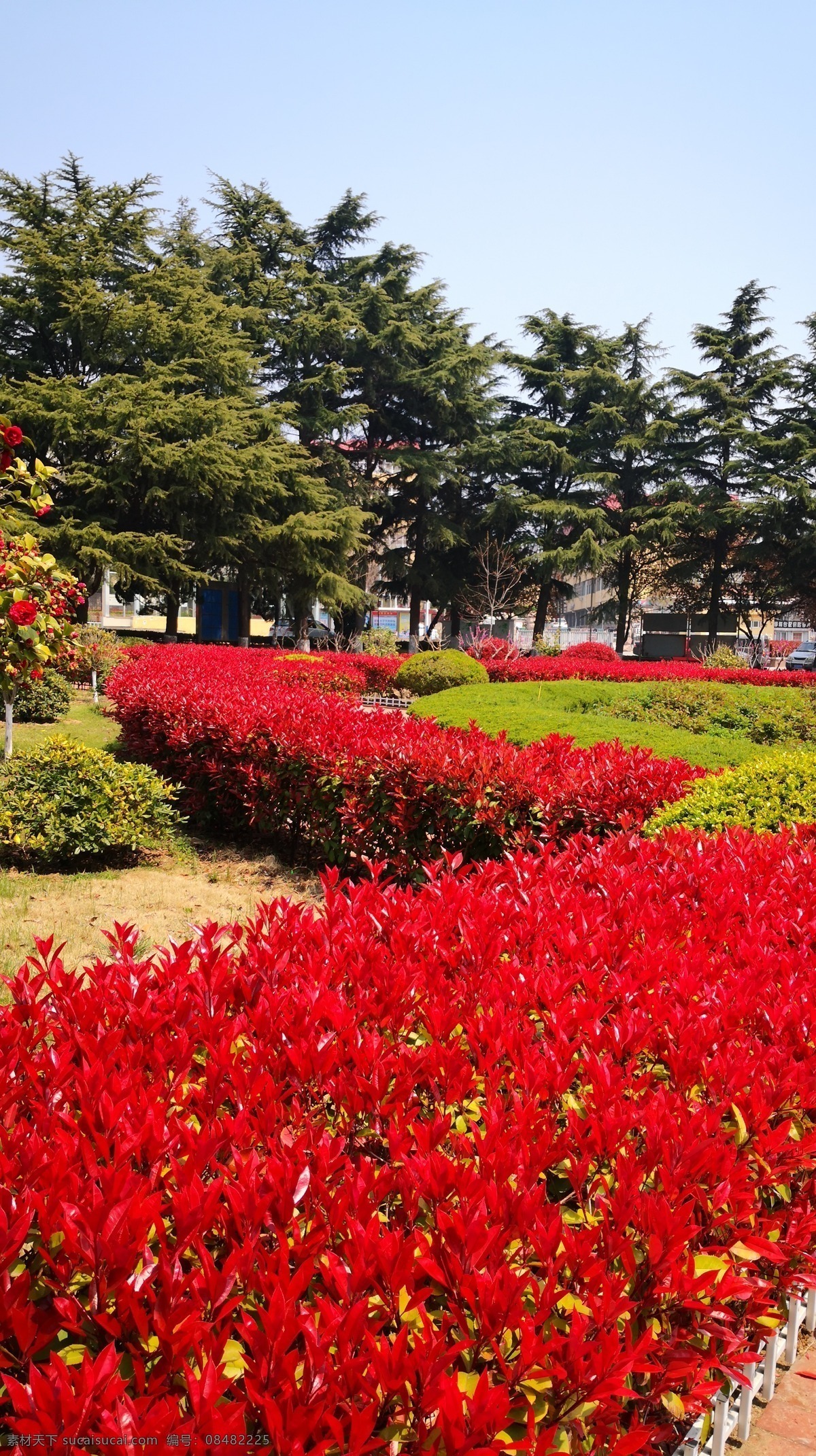 校园石楠红 校园 花园 石楠 红叶 绿树 生物世界 树木树叶