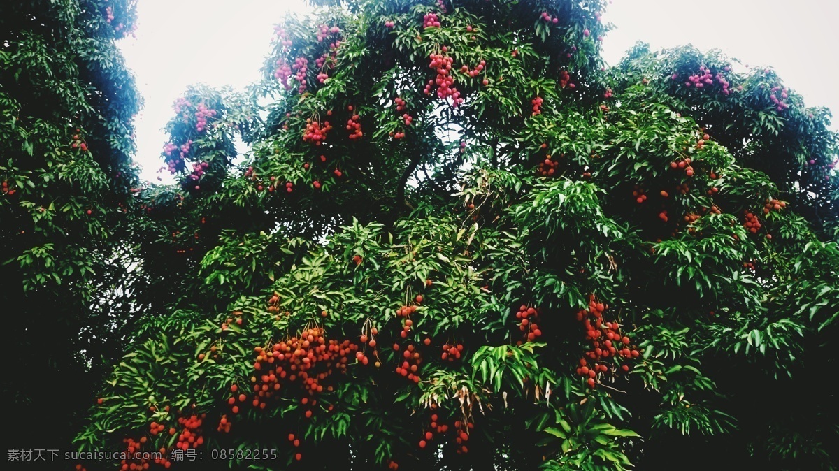 福州 西禅寺 荔枝 树 绿意盎然 红绿相衬 旅游摄影 国内旅游