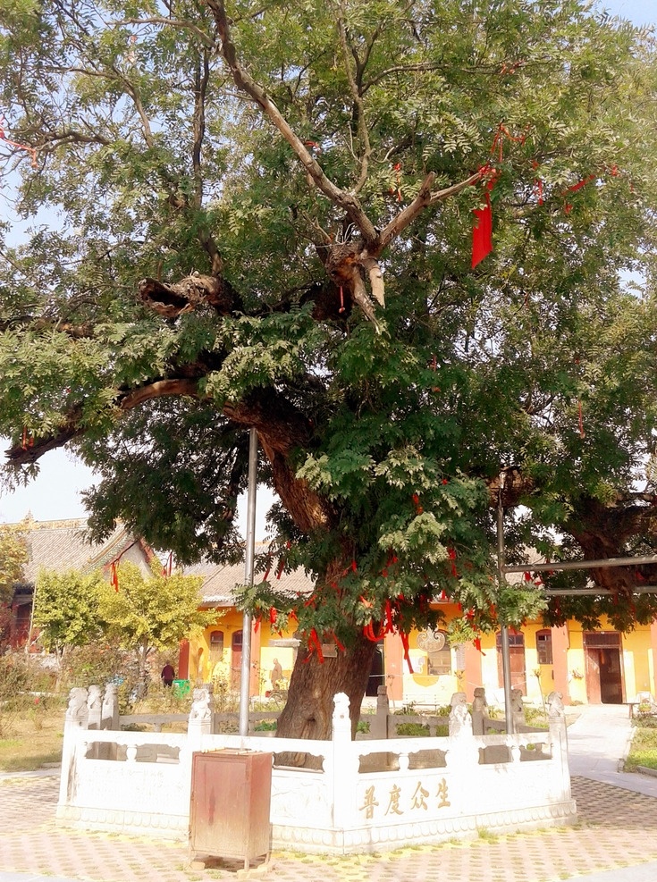 树木 许愿树 铁锅槐 千年古树 天下奇观 护栏 植物花卉摄影 生物世界 树木树叶