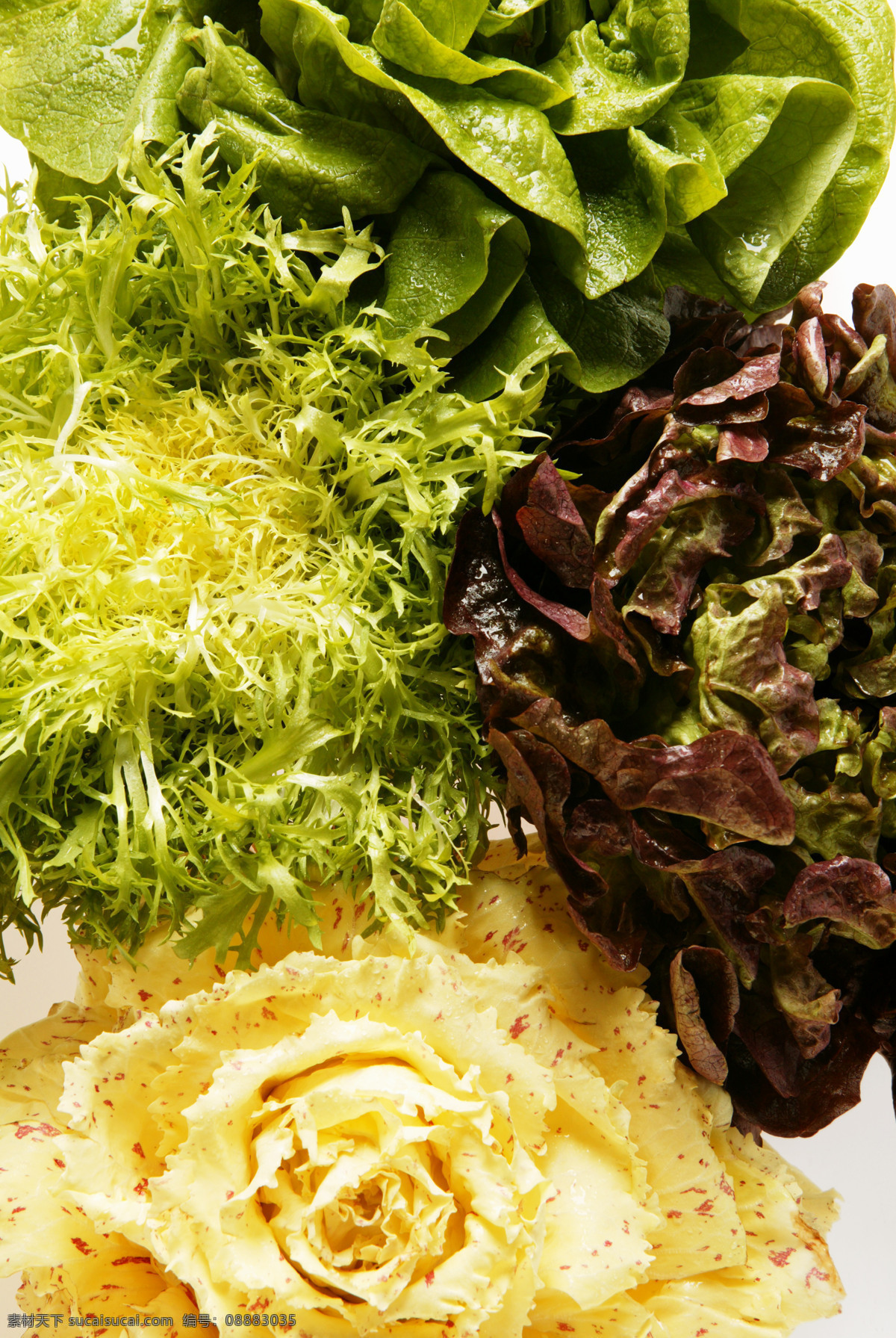 绿色 蔬菜 绿色蔬菜 生菜 生物世界 香菜 植物 健康蔬菜 美味蔬菜 营养蔬菜 蔬菜主题 风景 生活 旅游餐饮