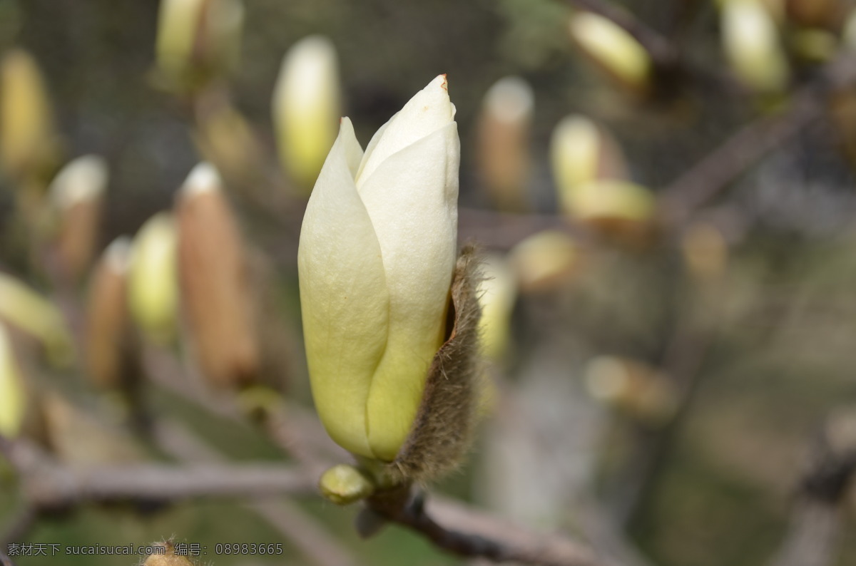 玉兰花 天空 虚化背景 花蕾 白色 花枝 树枝 春天 阳光 绿叶 花草世界 花草 生物世界