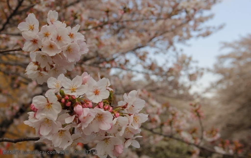 樱花 日本 自然 风光 自然风光 特写 鲜花 花瓣 花卉底图 颜色 粉红色 底图 鲜花背景 背景 花瓣背景 花草 树木 树枝 树叶 生物世界