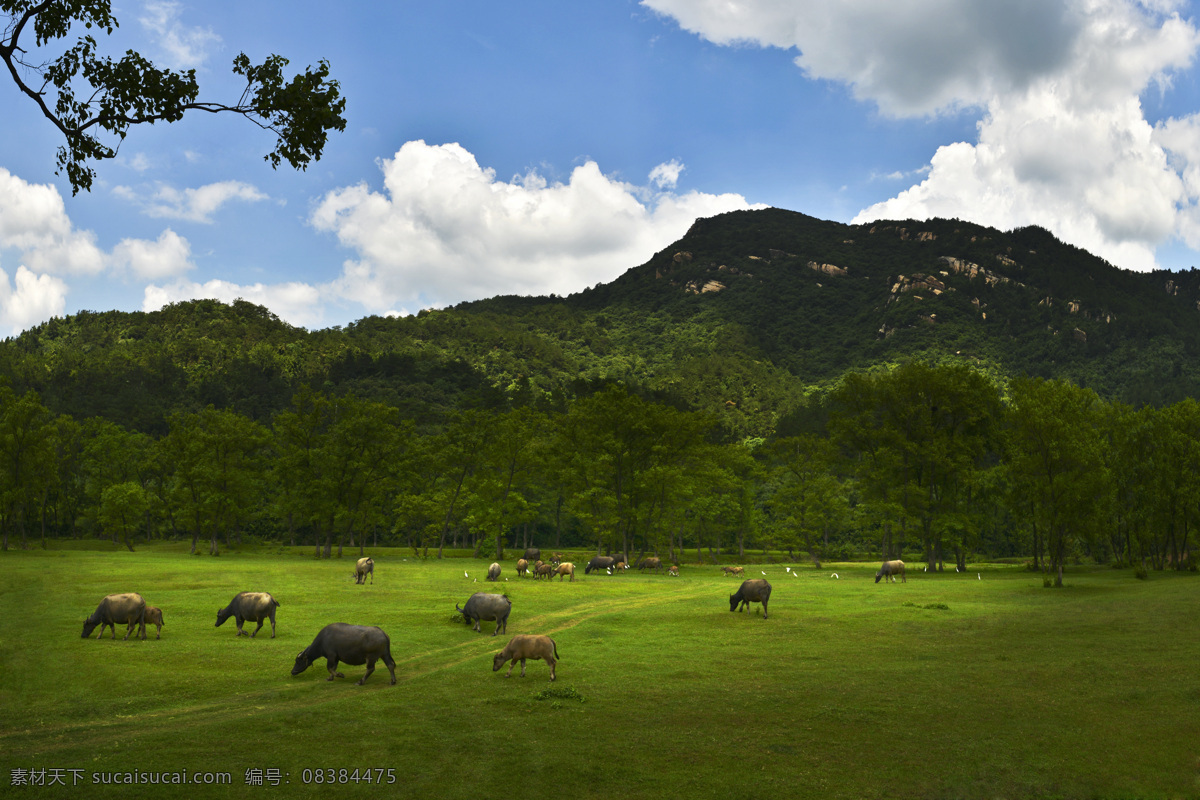 蓝天 白云 草地 牛群 大山 树木 风景 背景 大别山一景 自然景观 山水风景