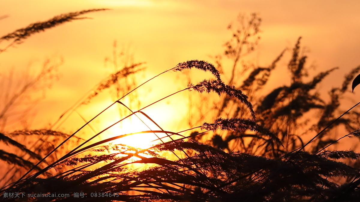 夏末傍晚 夏日 夕阳 傍晚 野草 剪影 晚秋 风景 自然景观 自然风景