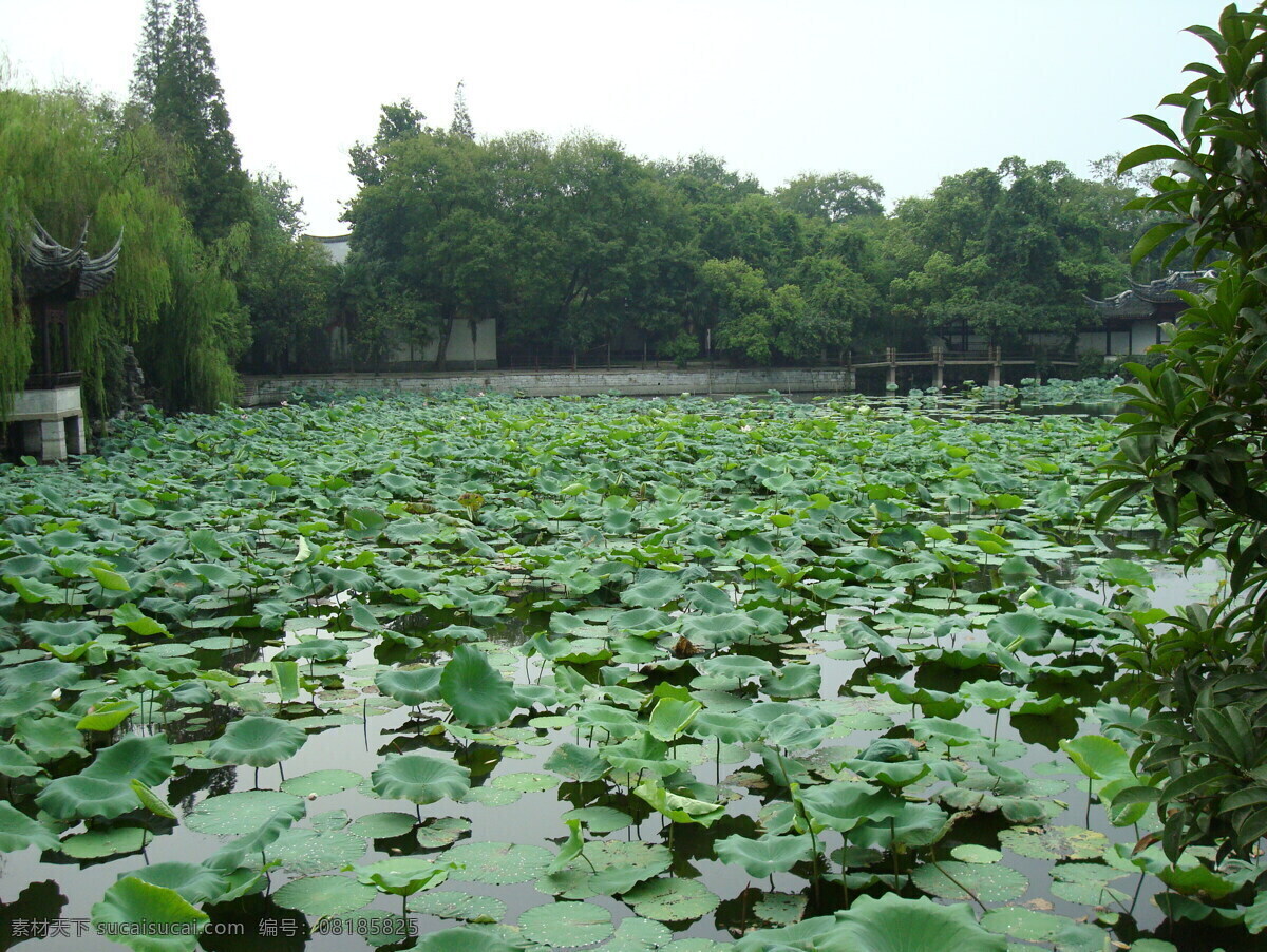 夏季 荷塘 美景 荷花池 荷叶 大片荷塘 风光无限 风景 生活 旅游餐饮