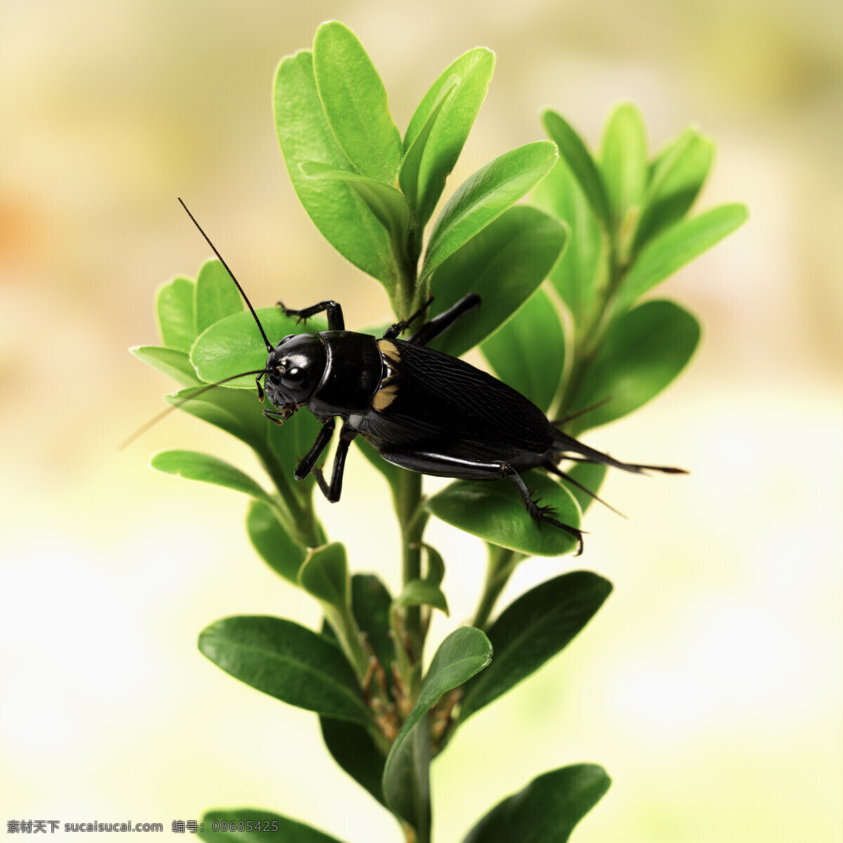 蟋蟀 昆虫 生物世界 促织 蛐蛐儿 蟋蟀欸 蟀子