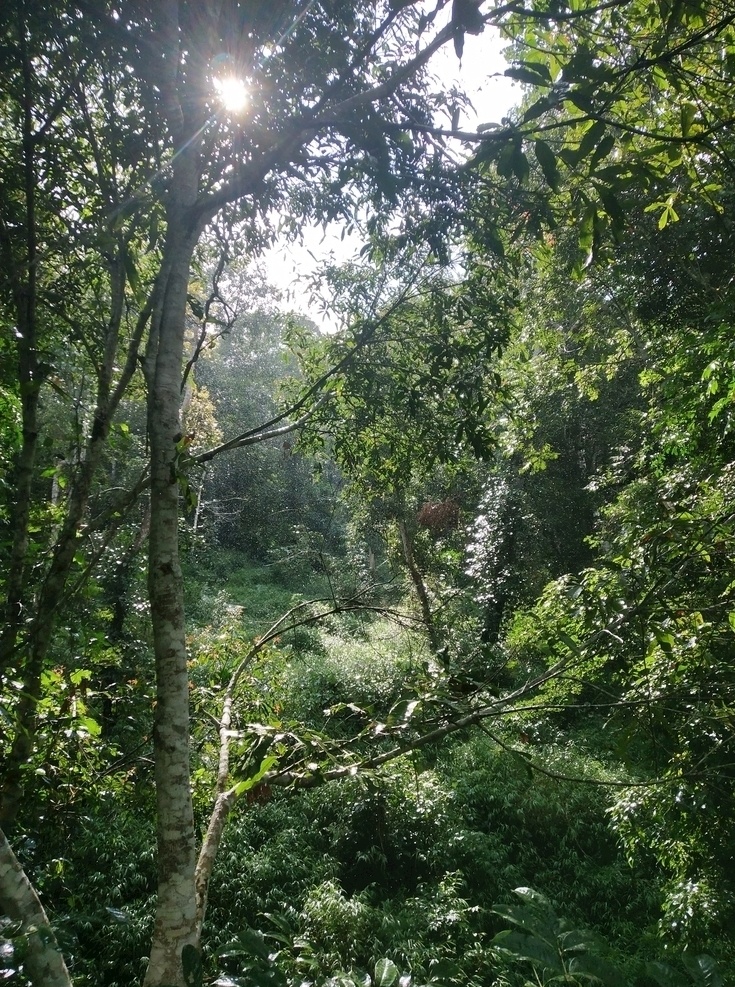 热带雨林 植物 景观 后期植物 园林景观 建筑园林 自然园林景观 云南 西双版纳 风景 自然景观 自然风景