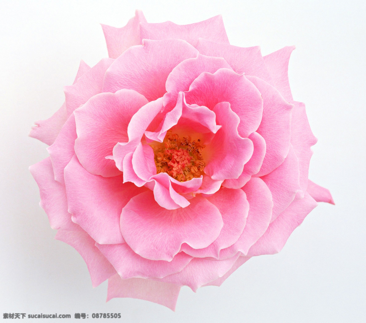 牡丹 花 牡丹花 红花 国花 牡丹特写 高清牡丹 生物世界 花草
