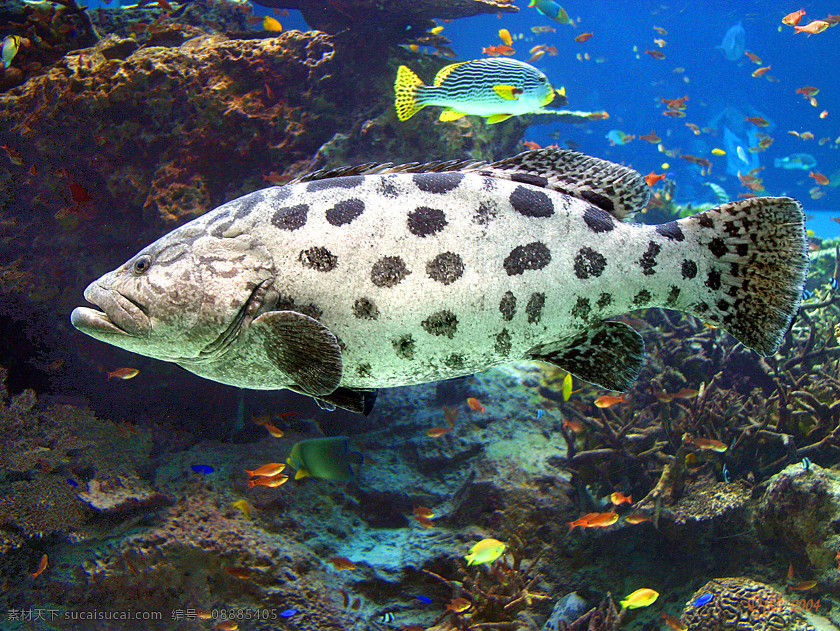 深海鱼 生物 海底 鱼群 大海 海洋 海水 生物世界 鱼类 摄影图库